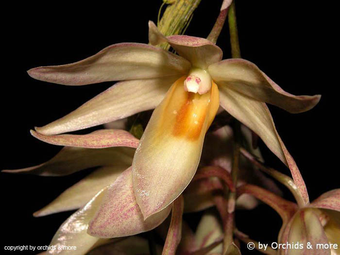Dendrobium_cymboglossum