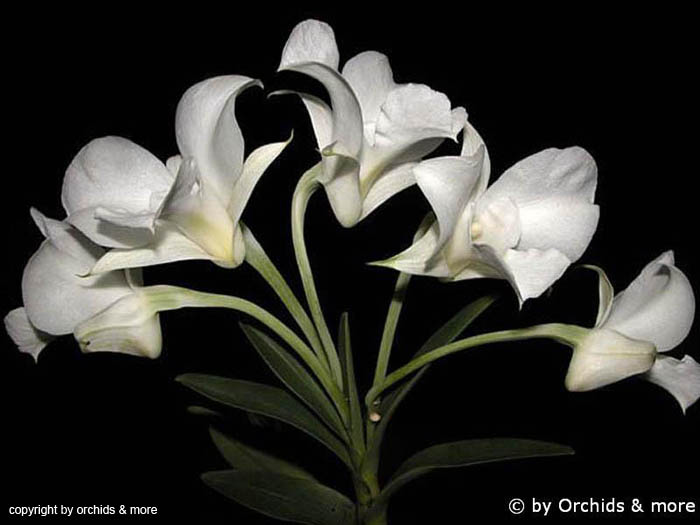Dendrobium_dearei