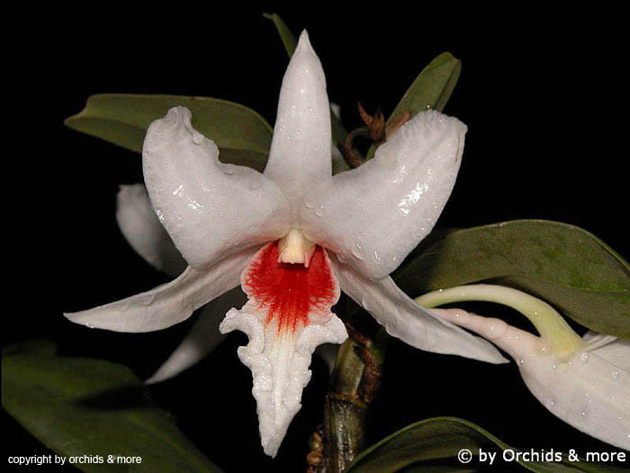 Dendrobium_draconis