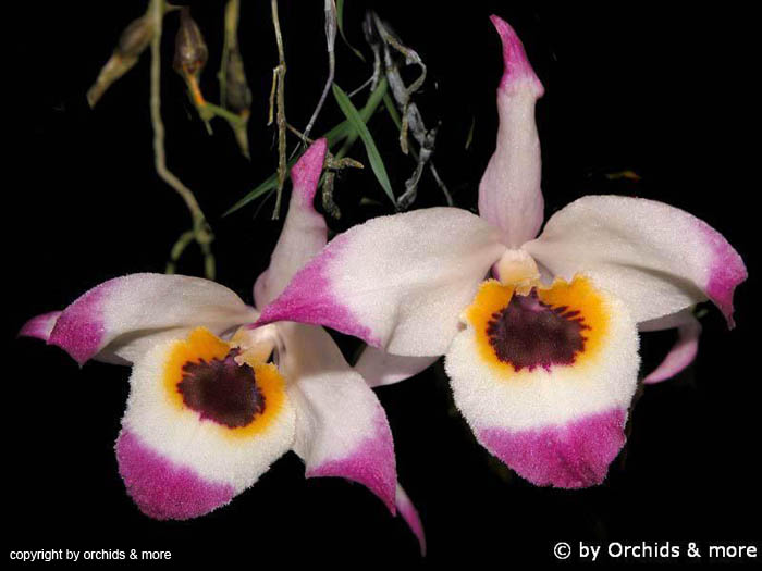 Dendrobium_falconeri