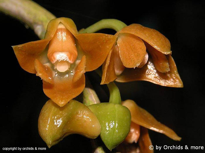 Dendrobium_farinatum