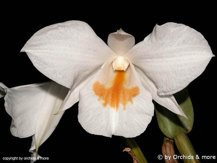 Dendrobium_formosum