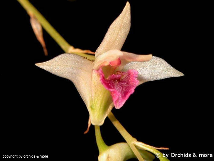 Dendrobium_garettii