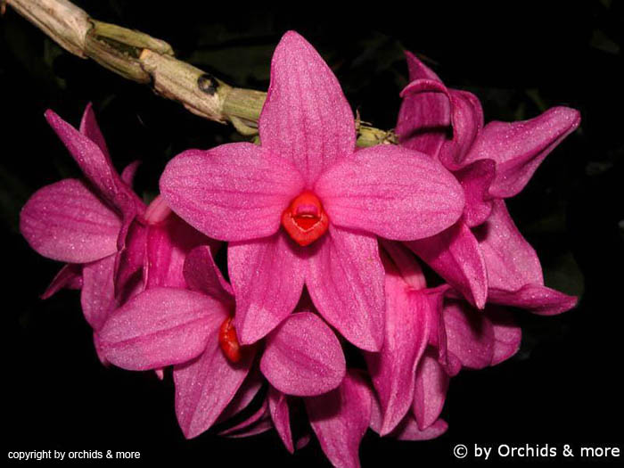 Dendrobium_glomeratum