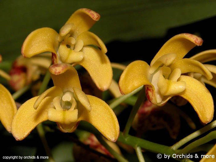 Dendrobium_gracilicaule