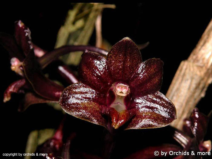 Dendrobium_hymenophyllum_red