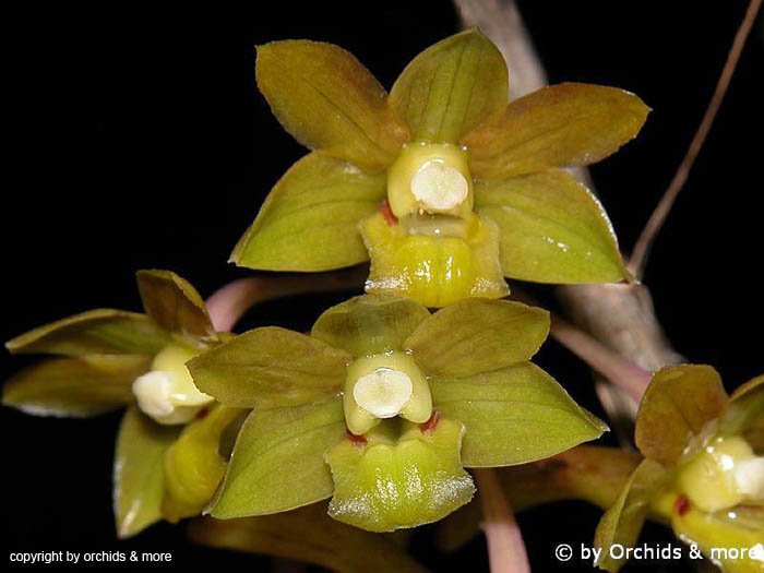 Dendrobium_ionopus