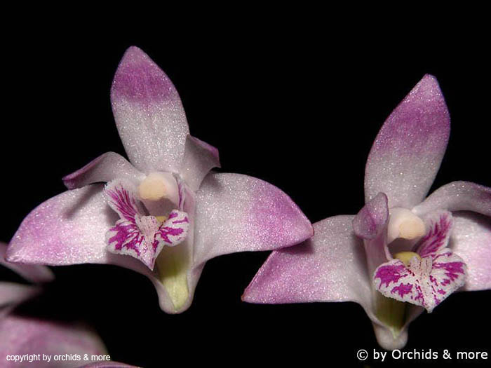 Dendrobium_kingianum
