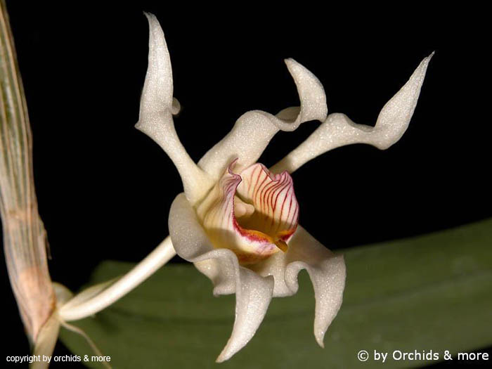 Dendrobium_lacteum