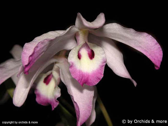 Dendrobium_linawianum