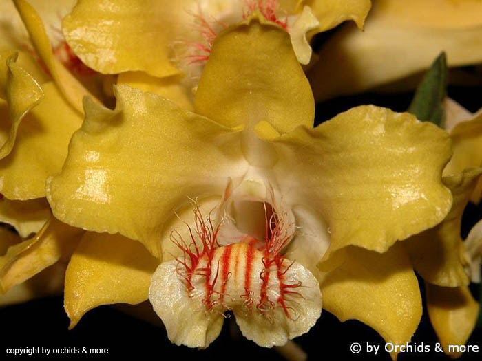 Dendrobium_lowii