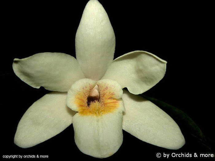 Dendrobium_luteolum