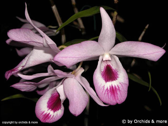 Dendrobium_marccarthiae