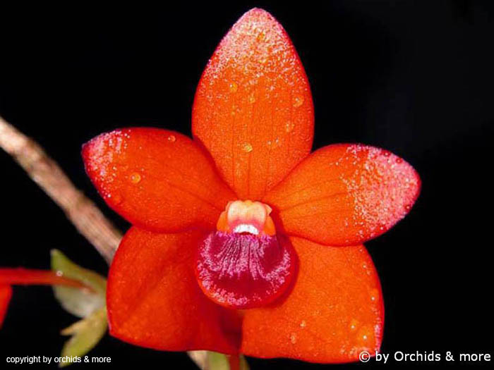 Dendrobium_mohlianum