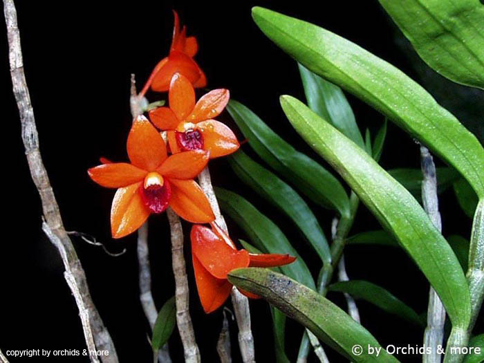 Dendrobium_mohlianum2