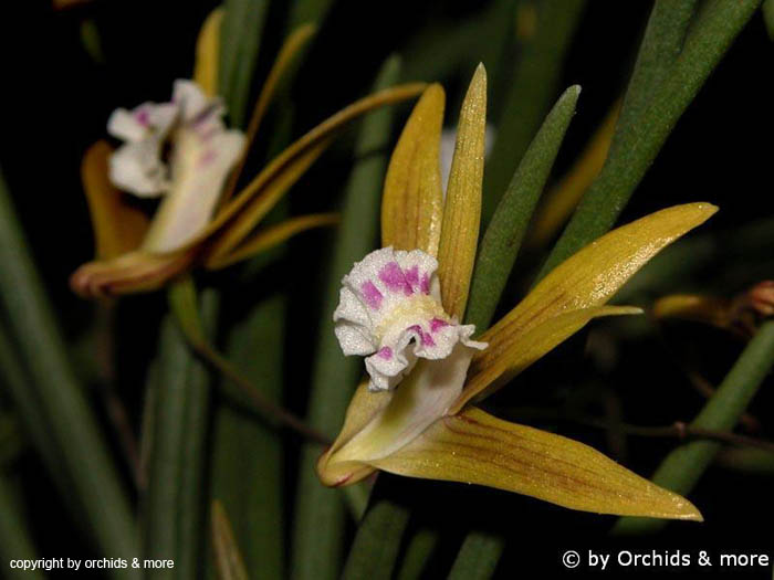 Dendrobium_mortii