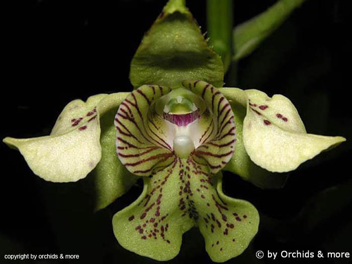 Dendrobium_musciferum