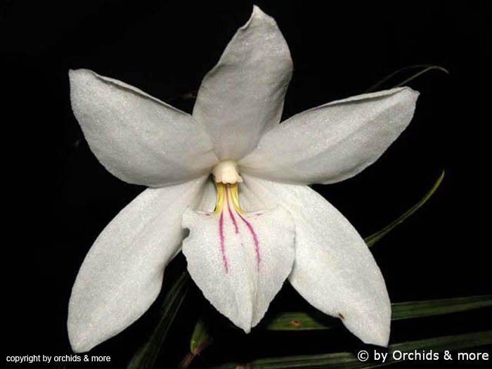 Dendrobium_papillio