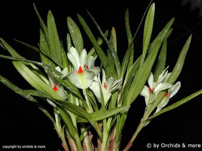 Dendrobium_pentapterum
