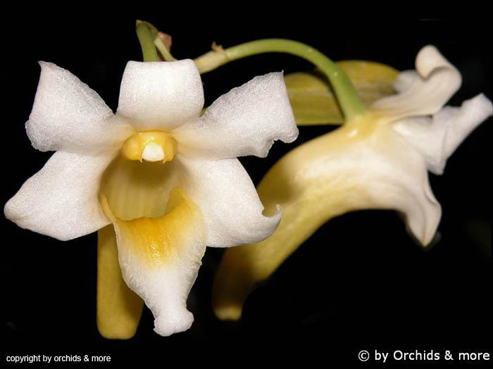 Dendrobium_phillipsii