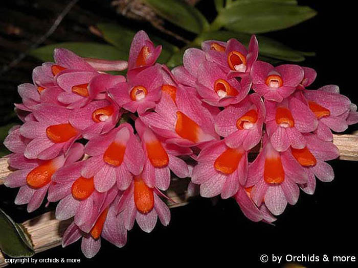 Dendrobium_pseudoglomeratum