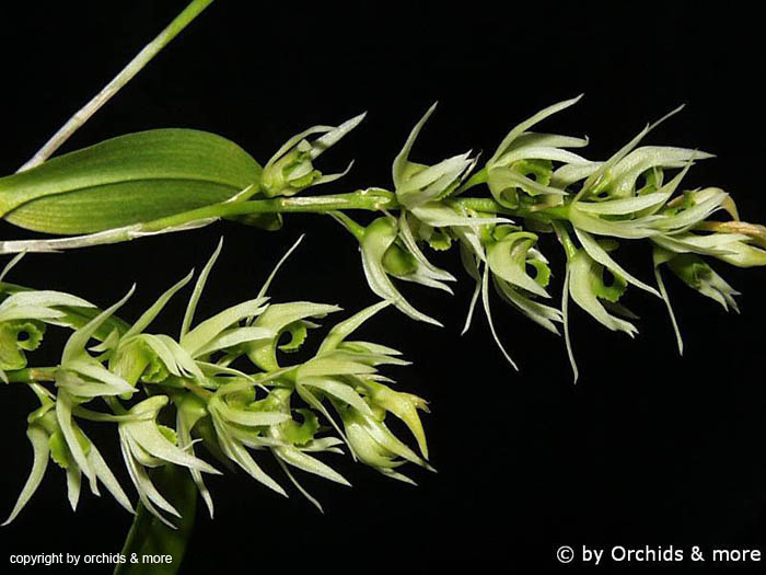 Dendrobium_pycnostachyum