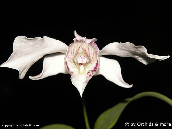 Dendrobium_rhodostictum2