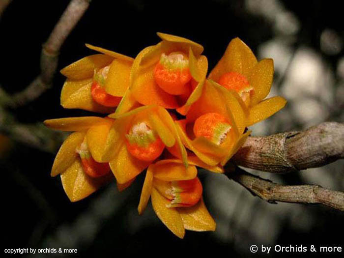 Dendrobium_subclausum