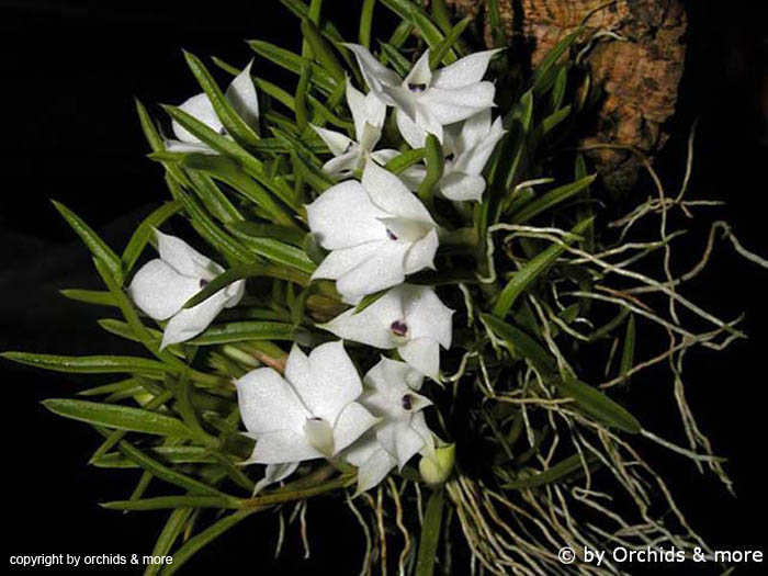 Dendrobium_subuliferum