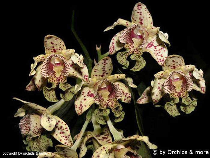 Dendrobium_tapinense