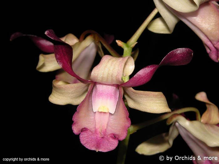 Dendrobium_taurinum