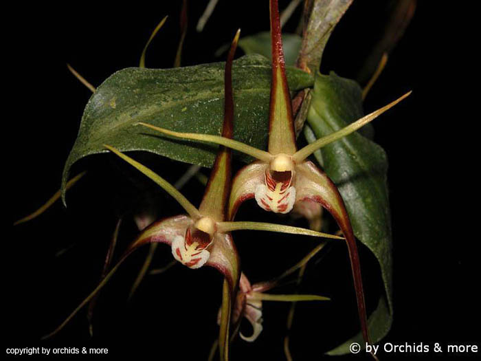 Dendrobium_tetragonum_giganteum