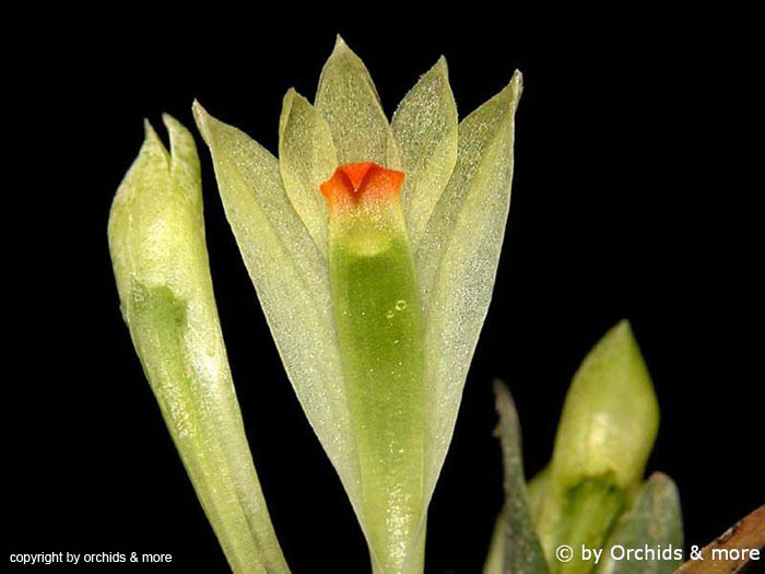 Dendrobium_theionanthum