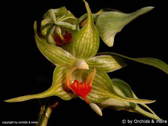 Dendrobium_tobaense