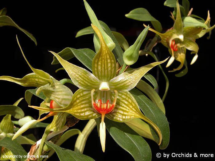 Dendrobium_tobaense3