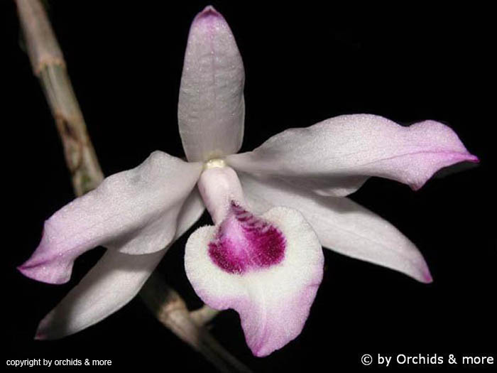 Dendrobium_transparens