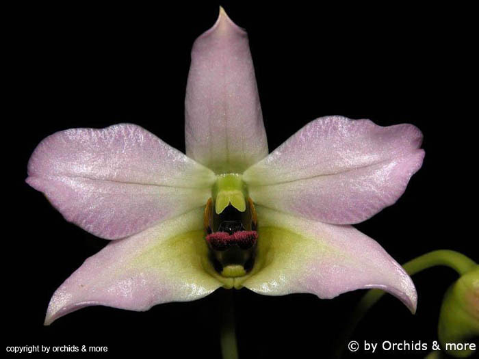 Dendrobium_trantuanii