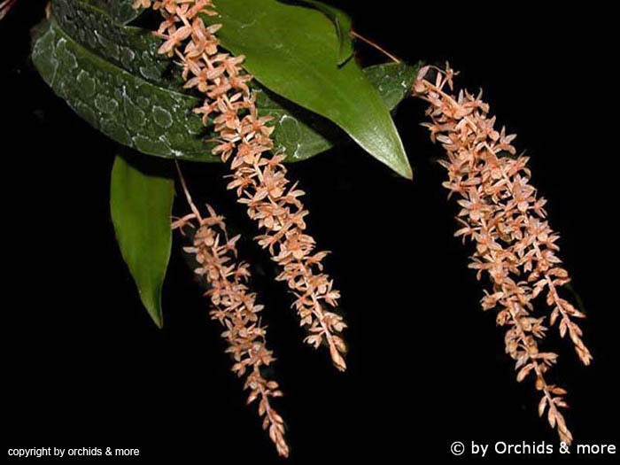 Dendrochilum_spec