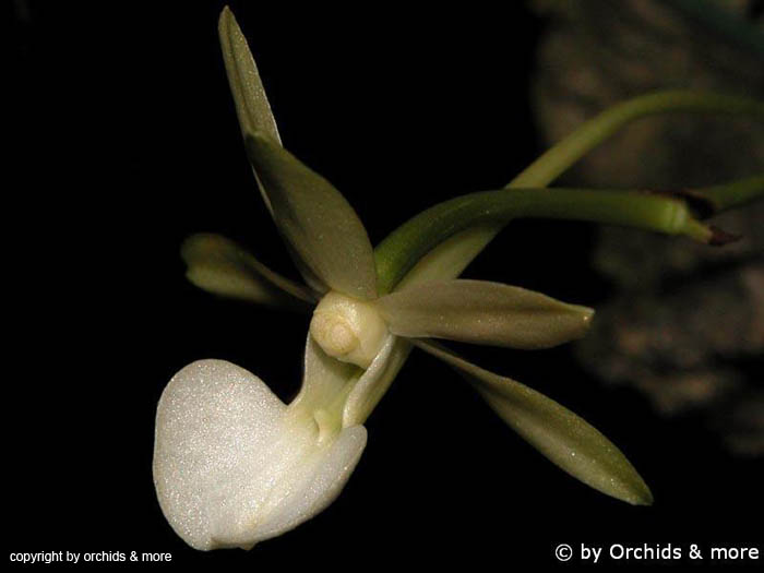 Dendrophylax_funalis