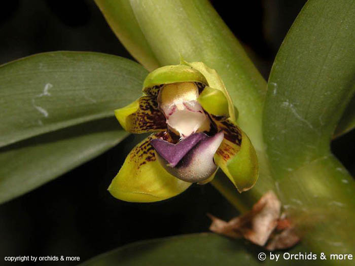 Dichaea_spec