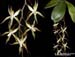 Aerangis_stelligera