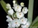 Ascocentrum_ampullaceum_var_album