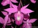 Barkeria_lindleyana