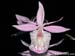 Barkeria_spectabilis