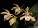 Bifrenaria_silvana