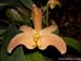 Bulbophyllum_facetum1