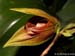 Bulbophyllum_mandibulare