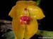 Bulbophyllum_membranifolium