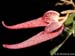 Bulbophyllum_mirum