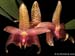Bulbophyllum_sumatranum